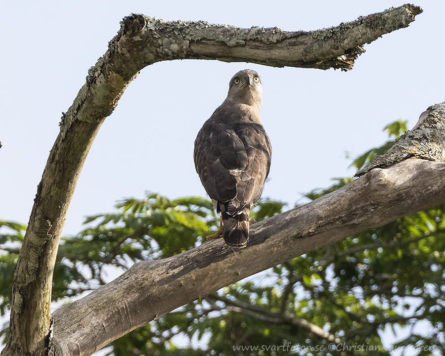 Southern Banded Snake Eagle - Circaetus Fasciolatus - Kustormörn ...